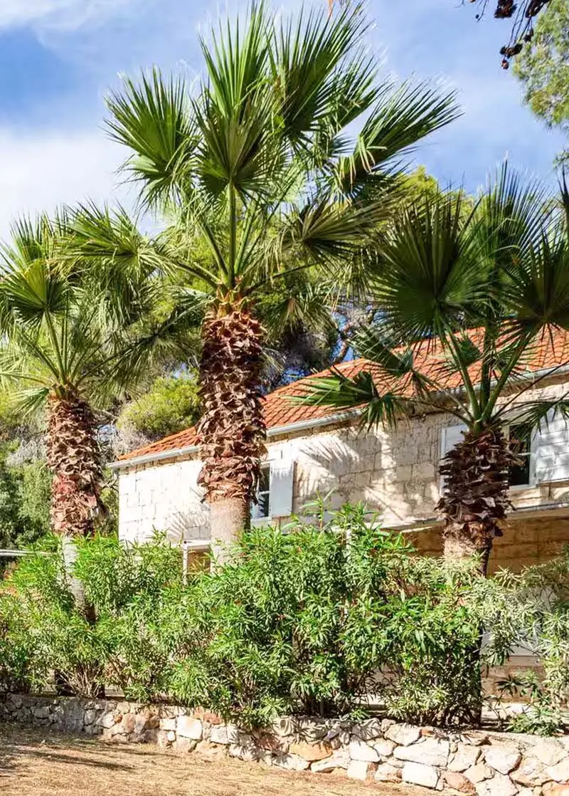 House Agave, a stone holiday house with a terracotta roof among palm trees and oleander in Milna, island of Vis